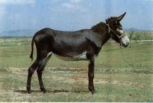 骡子(普通话),农耕时代的忠诚伙伴  第2张