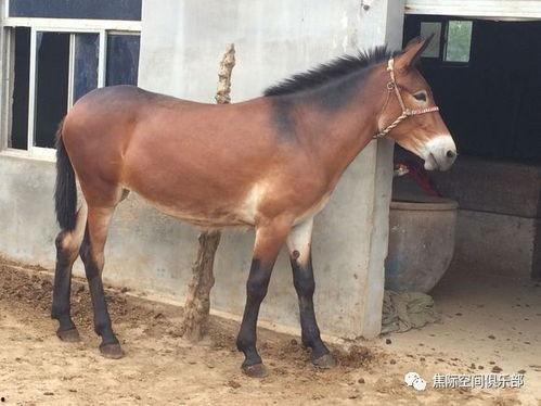 骡子(普通话),农耕时代的忠诚伙伴  第3张