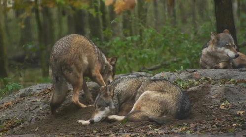 狼狩猎,自然界的智慧与策略  第1张