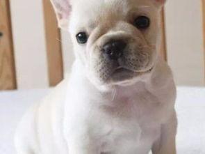 超级法国斗牛犬,勇猛与可爱的完美结合  第2张