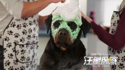 汪星卧底(原声版),忠诚犬探大揭秘 第1张 汪星卧底(原声版),忠诚犬探大揭秘 第1张