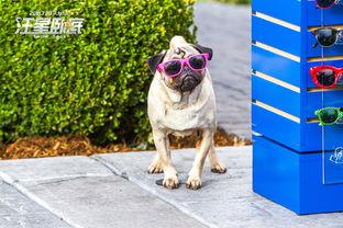 汪星卧底(原声版),忠诚犬探大揭秘 第3张 汪星卧底(原声版),忠诚犬探大揭秘 第3张